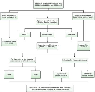 Identification of diagnostic gene biomarkers and immune infiltration in patients with diabetic kidney disease using machine learning strategies and bioinformatic analysis